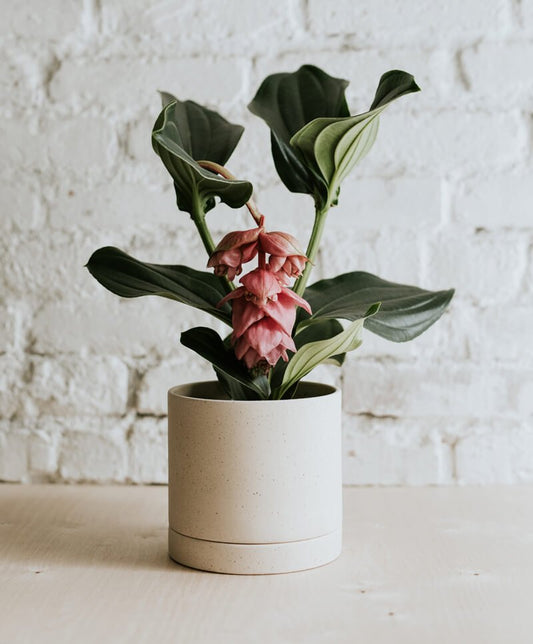 5 különleges szobanövény egy izgalmasabb enteriőrért